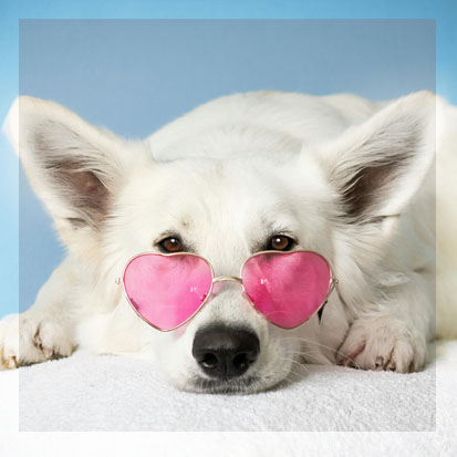 Mascotas VIP: El Lujo Para tu Compañero de Cuatro Patas