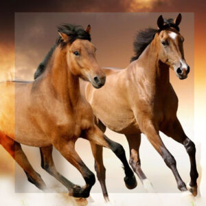 LOS CABALLOS PUEDEN OLER EL MIEDO HUMANO Y ESO CAMBIA SU COMPORTAMIENTO