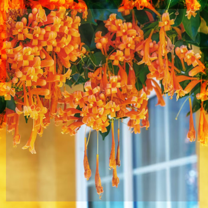 LA ENREDADERA QUE FLORECE EN INVIERNO Y ATRAE COLIBRIE