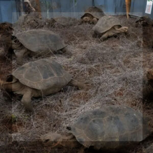 DESPUÉS DE 175 AÑOS, LAS TORTUGAS GIGANTES VOLVIERON A LA ISLA GALAPAGOS