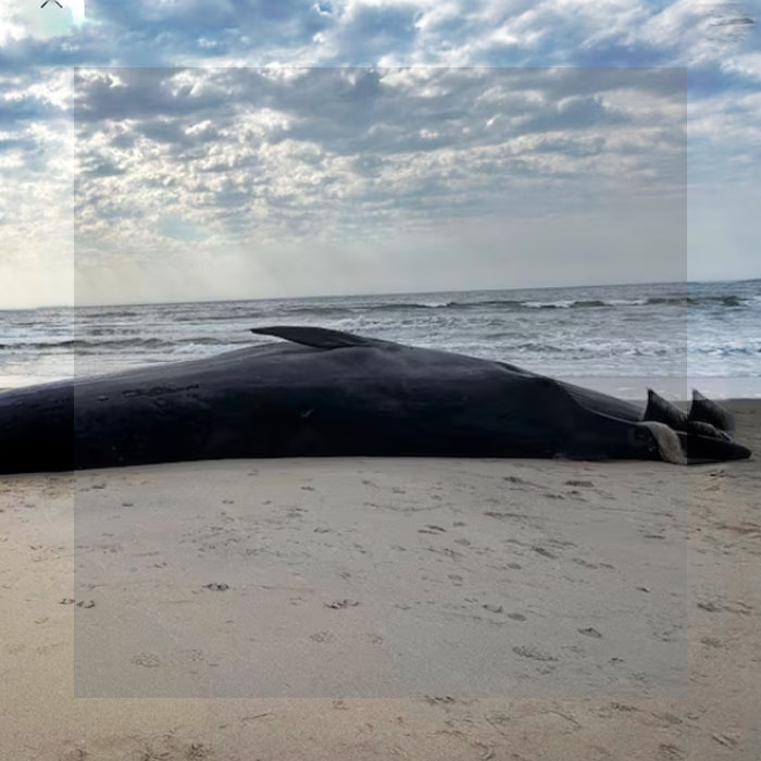 HALLAN MUERTA A UNA BALLENA DE 12 METROS EN UNA PLAYA DE NUEVA YORK