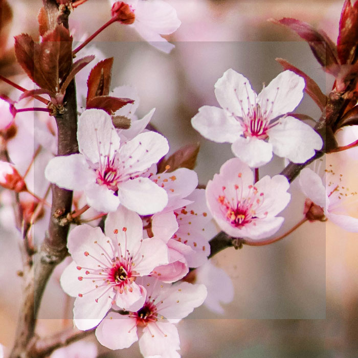 TOKIO SE TIÑE DE ROSA: ARRANCÓ LA TEMPORADA DE CEREZOS EN FLOR Y ESTOS SON LOS MEJORES LUGARES PARA VERLOS