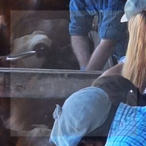 EL INTA IMPULSA UN PROYECTO INTERNACIONAL PARA PRODUCIR MÁS TERNEROS CON MENOS EMISIONES DE METANO EN EL GRAN CHACO