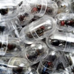 DETUVIERON A UN CIUDADANO CHINO CON MÁS DE 2.000 HORMIGAS EXÓTICAS