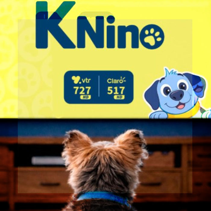 EN CHILE LANZARON UN CANAL DE TELEVISIÓN EXCLUSIVO PARA PERROS QUE SE QUEDAN SOLOS EN CASA