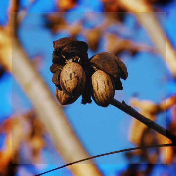 LA NUEZ PECÁN ARGENTINA SE EXPANDE Y GANA MERCADOS