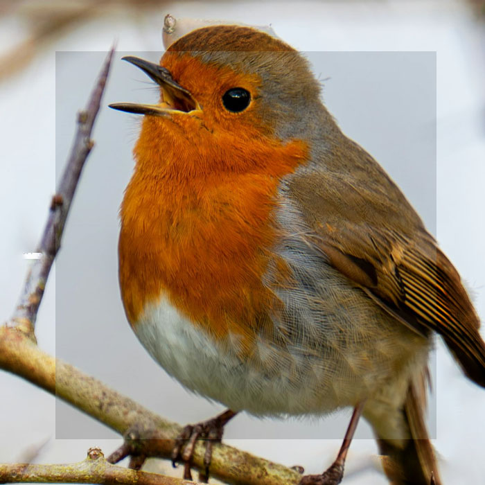 LA CIENCIA DESCUBRE QUE HUMANOS Y ANIMALES COMPARTEN EL MISMO «GUSTO MUSICAL»: POR QUÉ NOS EMOCIONA EL CANTO DE LOS PÁJAROS