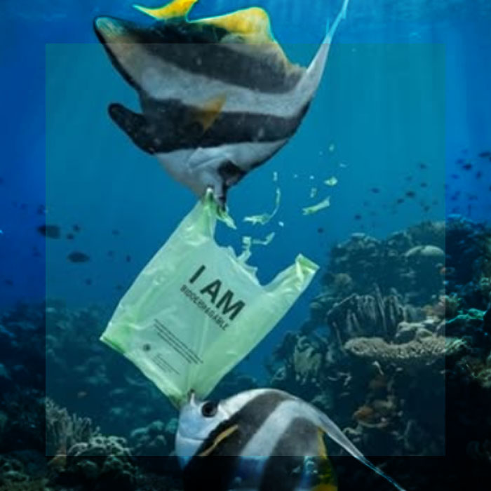 UN BIÓLOGO CREÓ UNA BOLSA HECHA DE YUCA QUE SE DESCOMPONE EN EL MAR Y ALIMENTA A LOS PECES