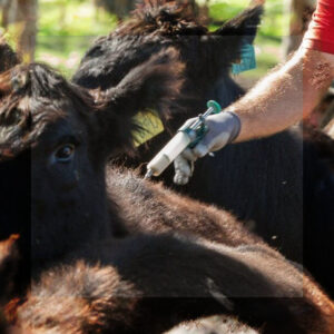 PRÓRROGA DE VACUNACIÓN ANTIAFTOSA Y FACILIDADES PARA MOVER HACIENDA