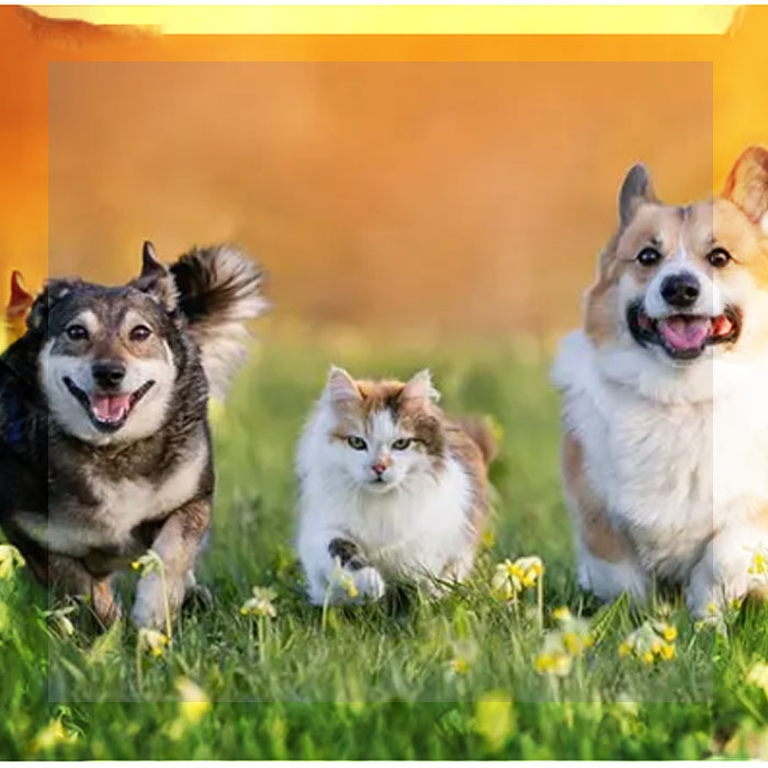 DÍA DEL ANIMAL: 6 DE CADA 10 HOGARES ROSARINOS TIENEN MASCOTA Y LA CIUDAD SE ADAPTA