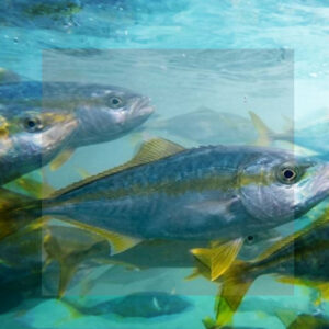 ARGENTINA LOGRÓ PRODUCIR PEZ LIMÓN EN MASA: UN HITO PARA LA ACUICULTURA NACIONAL