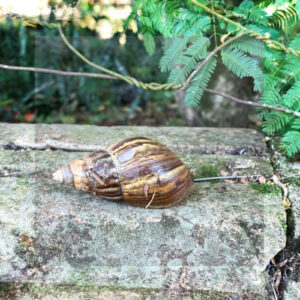 CONFIRMARON LA PRESENCIA DEL CARACOL GIGANTE AFRICANO EN TUCUMÁN