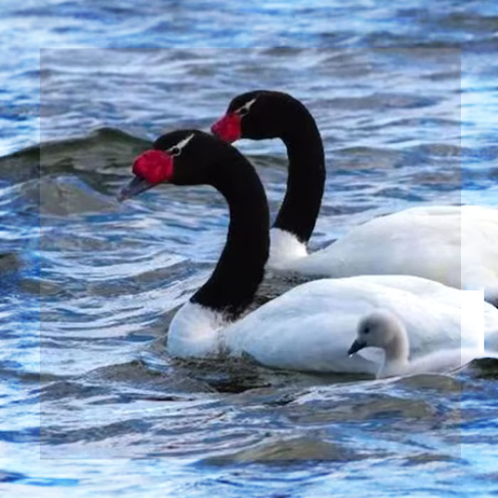 GRIPE AVIAR EN CHILE: MÁS DE 60 CISNES MUERTOS EN UN LAGO DE LA ARAUCANÍA