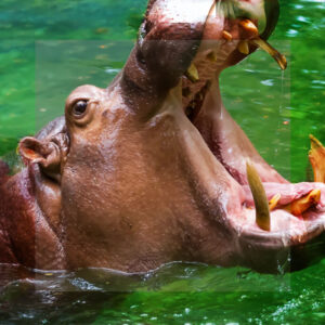 COLOMBIA Y LA EUTANASIA DE LOS HIPOPÓTAMOS DE NÁPOLES