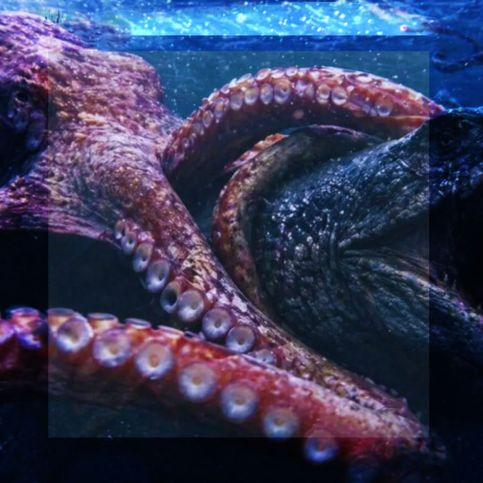 EL KRAKEN ERA REAL: EXISTIÓ UN PULPO GIGANTE DE HASTA 18 METROS QUE CAZABA REPTILES MARINOS