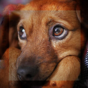 LA MIRADA DEL PERRO ES UNA HERRAMIENTA EVOLUTIVA, NO UN CAPRICHO