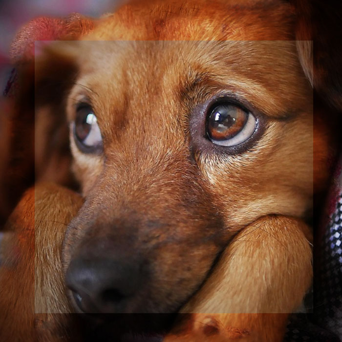 LA MIRADA DEL PERRO ES UNA HERRAMIENTA EVOLUTIVA, NO UN CAPRICHO