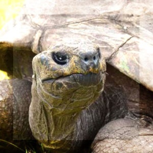 JONATHAN, LA TORTUGA MÁS LONGEVA, ESTÁ VIVA: DESMIENTEN RUMORES Y CONFIRMAN SU BUEN ESTADO
