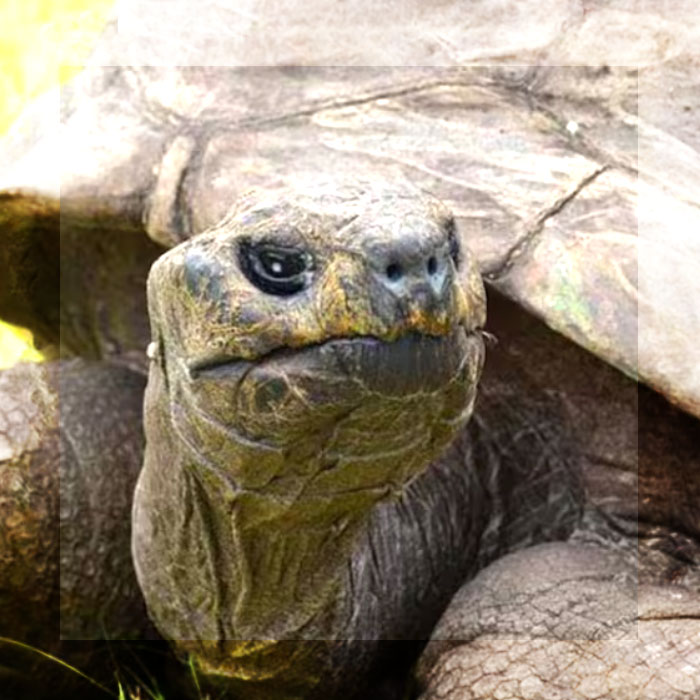 JONATHAN, LA TORTUGA MÁS LONGEVA, ESTÁ VIVA: DESMIENTEN RUMORES Y CONFIRMAN SU BUEN ESTADO