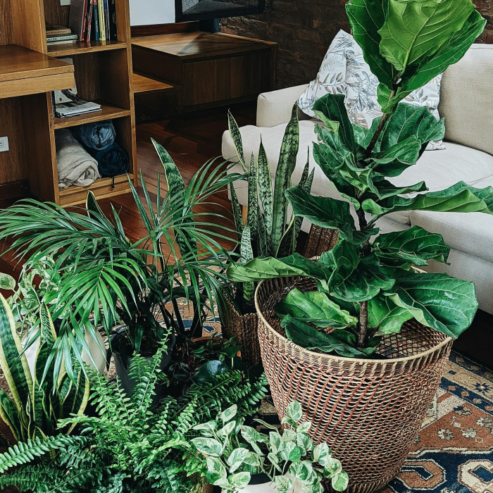  Naturaleza en Casa: plantas de interior