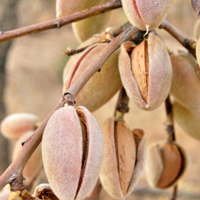 ARGAN de Marruecos al mundo