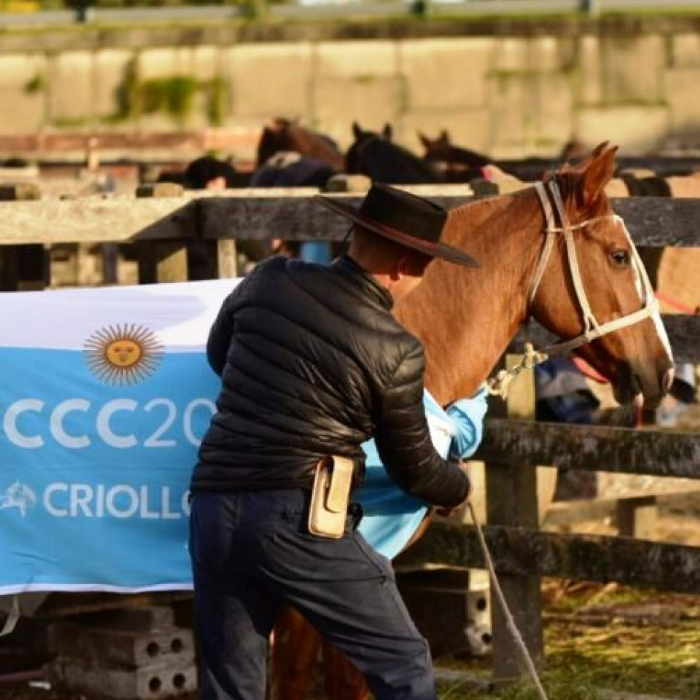 Certificación sanitaria de 62 caballos criollos que participaron de la Expo FICCC 2026 en Uruguay