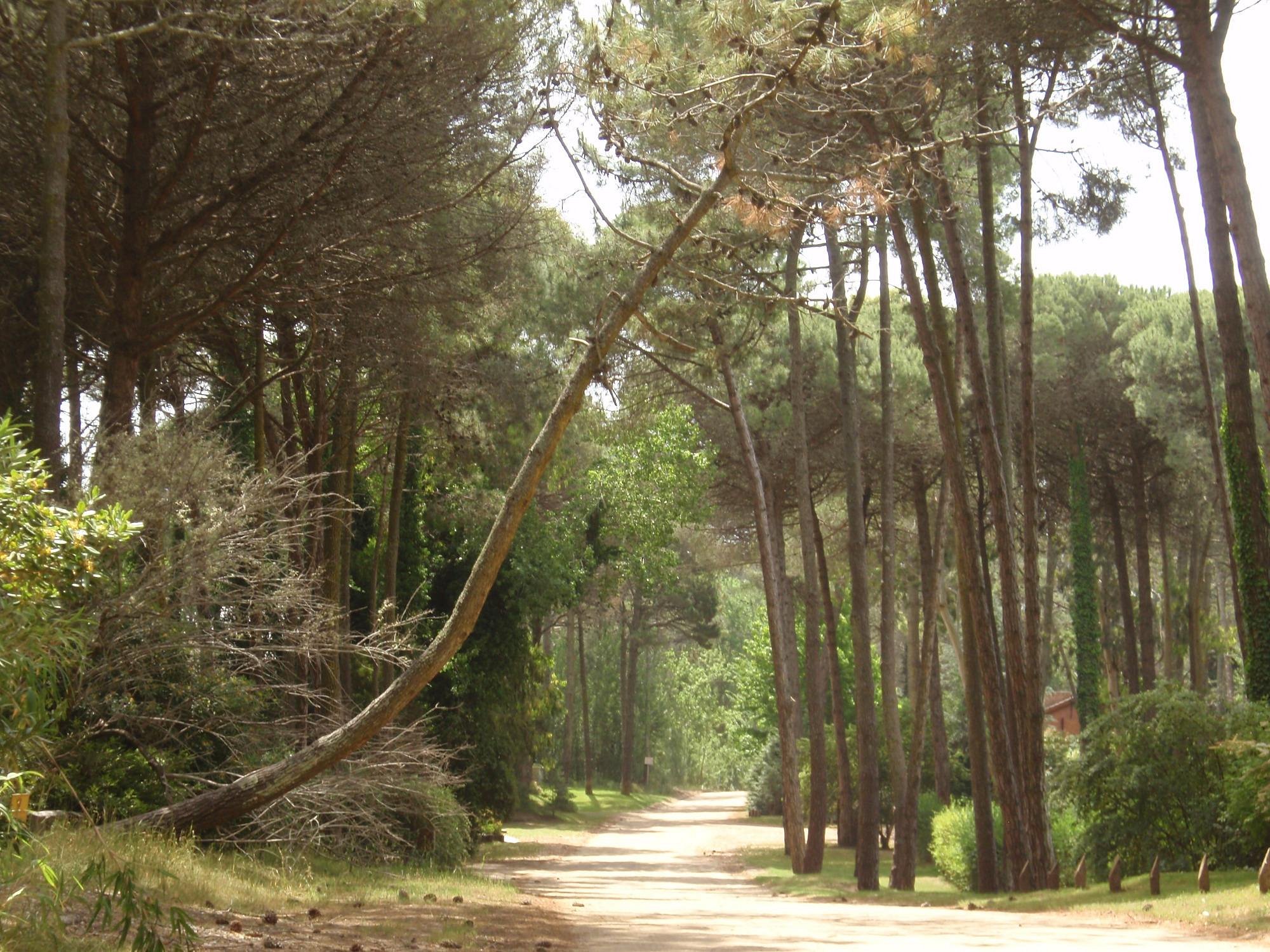Cariló en invierno: El encanto místico del bosque y el mar en vacaciones de julio
