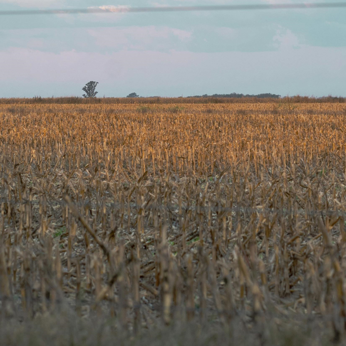 El fenómeno de El Niño y las cosechas en Argentina: riesgos, oportunidades y acciones clave.