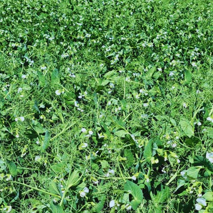 Planificar la fertilización, clave para mantener la productividad