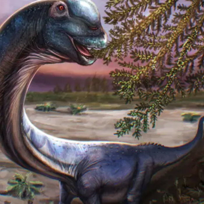 NAGATITÁN, EL DINOSAURIO GIGANTE QUE IDENTIFICARON EN TAILANDIA