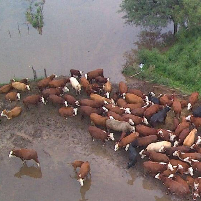 INTA RECONQUISTA DA RECOMENDACIONES PARA MANEJAR EL GANADO ANTE LAS INUNDACIONES EN SANTA FE