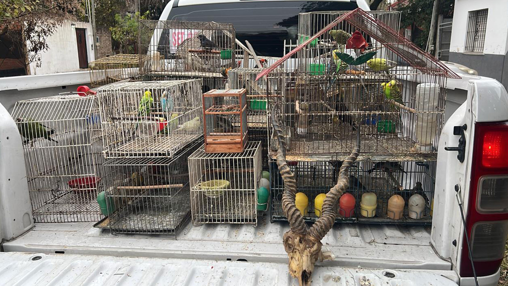 GNA desarticuló una banda que vendía fauna silvestre por redes sociales y enviaba los animales a distintas provincias del país