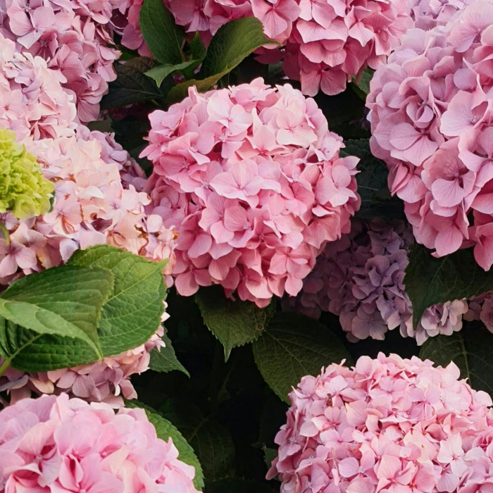 Flores Eternas Cuando: el jardín entra en su etapa de reposo, el interior de nuestras casas reclama esa conexión con la naturaleza que tanto nos calma.