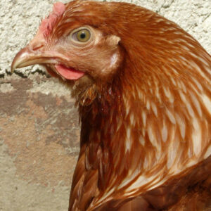 SENASA DETECTÓ UN BROTE DE INFLUENZA AVIAR EN AVES DE TRASPATIO EN VALCHETA, RÍO NEGRO