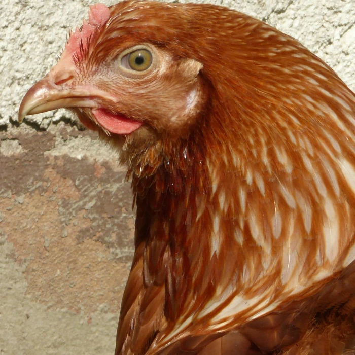 SENASA DETECTÓ UN BROTE DE INFLUENZA AVIAR EN AVES DE TRASPATIO EN VALCHETA, RÍO NEGRO