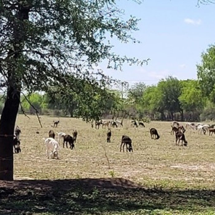 FONDOS DE LA FAO PARA EL MANEJO SOSTENIBLE DE SISTEMAS CAPRINOS Y OVINOS EN TUCUMÁN