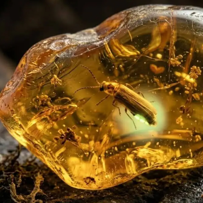 HALLARON UNA LUCIÉRNAGA EN ÁMBAR DE 99 MILLONES DE AÑOS QUE YA BRILLABA EN LA ERA DE LOS DINOSAURIOS