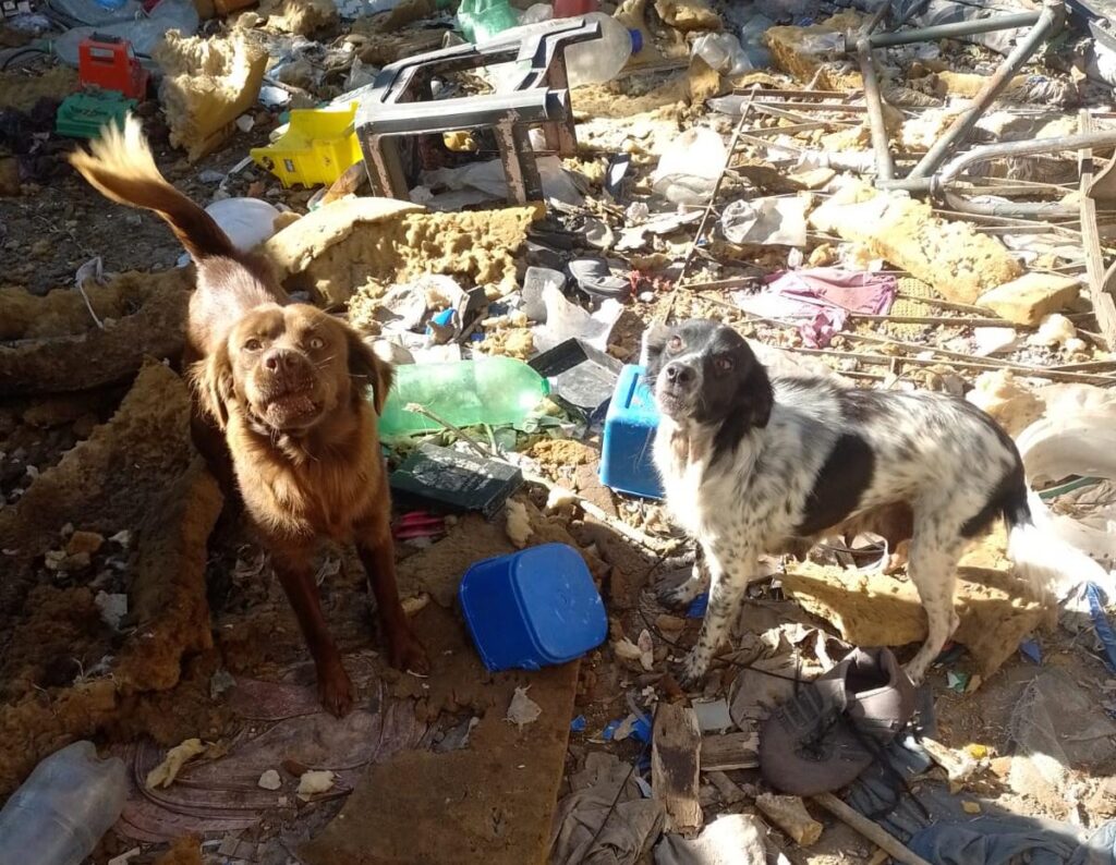 Rescatan cinco perros que estaban a la intemperie y en mal estado de salud