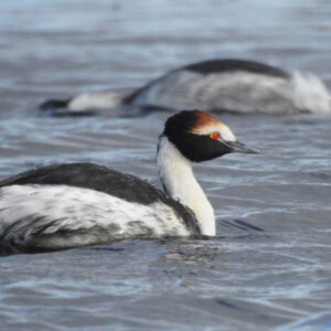 El macá tobiano nidifica nuevamente en el Parque Nacional Patagonia