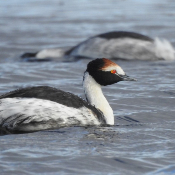 El macá tobiano nidifica nuevamente en el Parque Nacional Patagonia