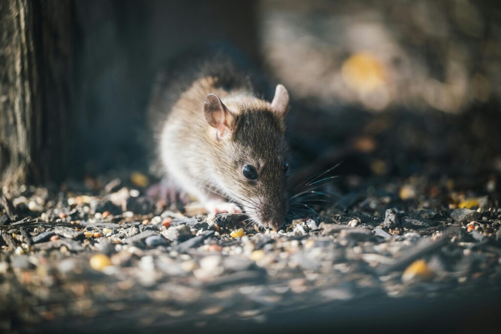Australia amplía a 42 días la cuarentena por brote de hantavirus en crucero