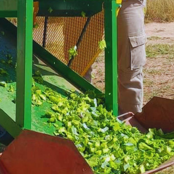 Desarrollan una máquina picadora para mejorar la alimentación ganadera en ambientes áridos