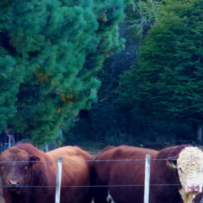 SUBAS EN EL SECTOR OVINO Y RETRACCIÓN EN ALGUNAS CATEGORÍAS BOVINAS EN LA PATAGONIA DURANTE ABRIL