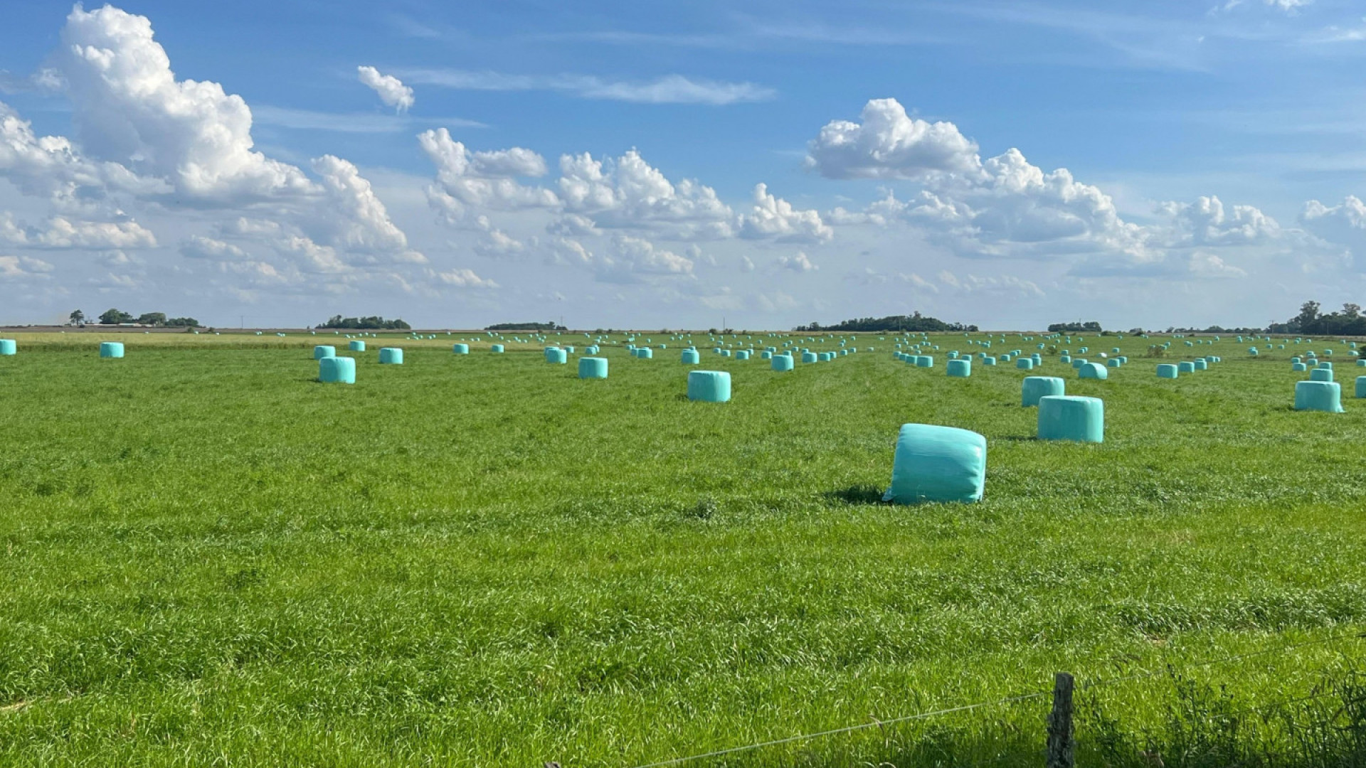 Las exportaciones de alfalfa crecieron un 90% durante el primer trimestre de 2026