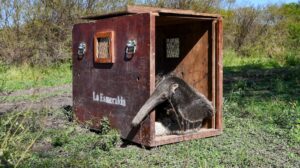 Hito de conservación: tras ser rehabilitados en La Esmeralda, liberan ejemplares emblemáticos de la fauna santafesina