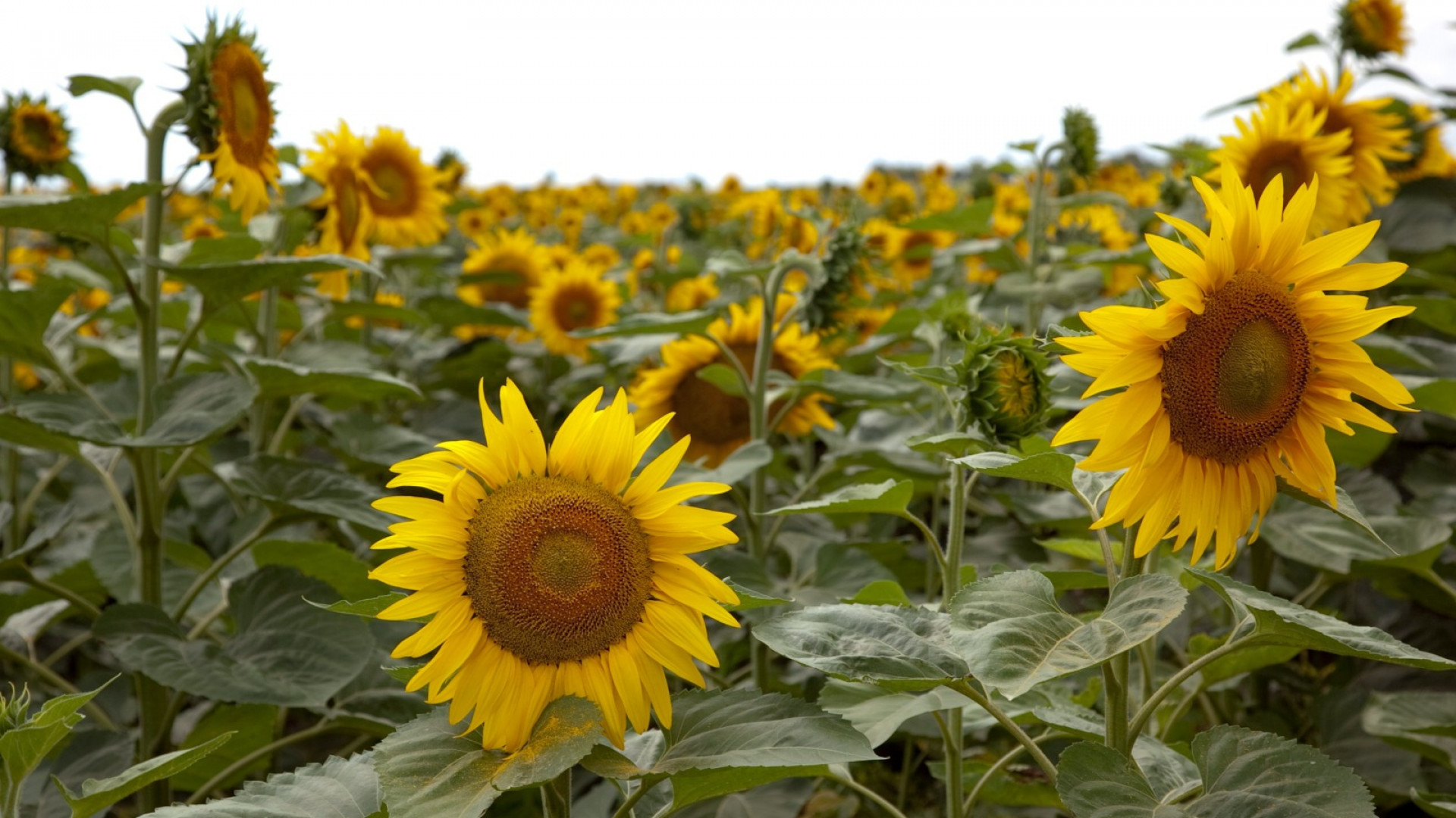 Las exportaciones del complejo girasolero crecieron 160% y marcaron récord de los últimos 20 años