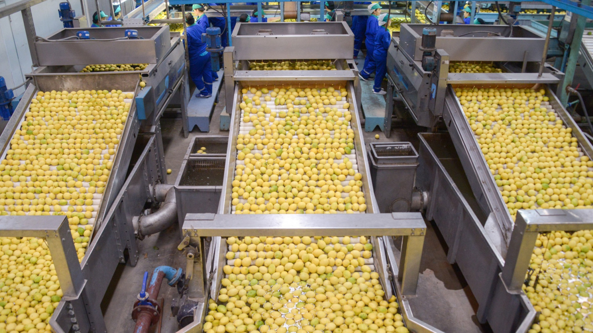 Las exportaciones del complejo de cítricos agrios crecieron 36% en valor y alcanzaron el récord de los últimos 20 años