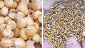 El Gobierno optimiza el control de semillas y fortalece la protección de la propiedad intelectual en el agro