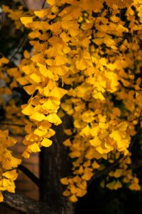 GINKGO EL ARBOL SAGRADO DE LAS OJAS DE ORO