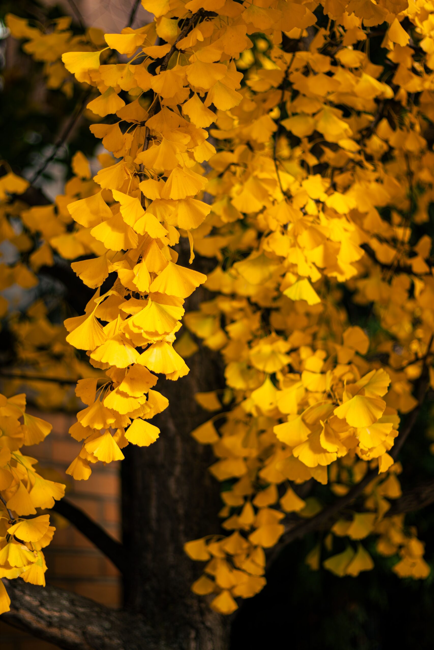 GINKGO EL ARBOL SAGRADO DE LAS OJAS DE ORO